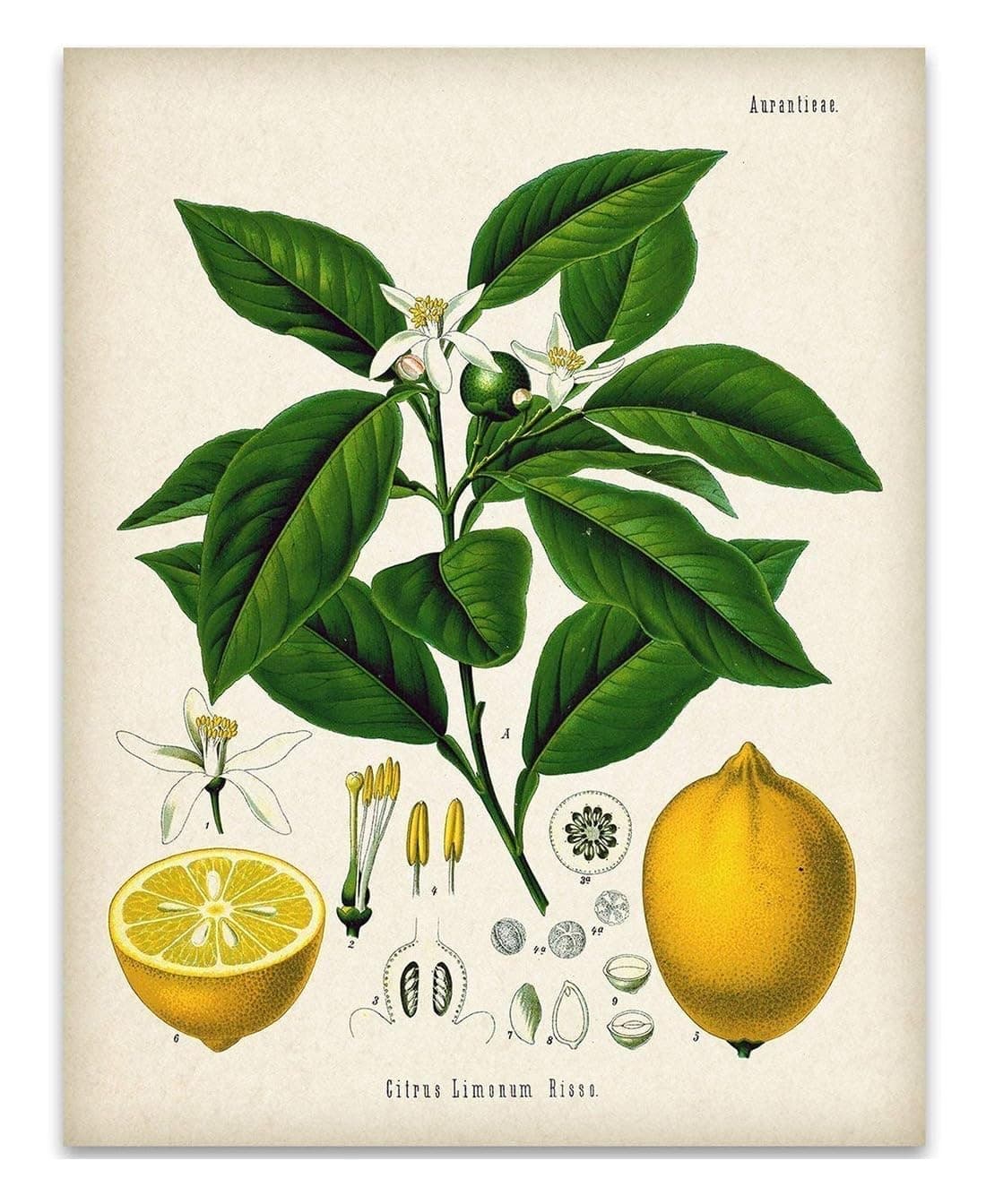 Lemon Citrus Botanical Illustration - Great Kitchen Poster Farmhouse Decor, Dining Room and Kitchen Decoration, Vintage Wall Decor Lemon Tree Print, 11x14 Unframed Art Print Poster