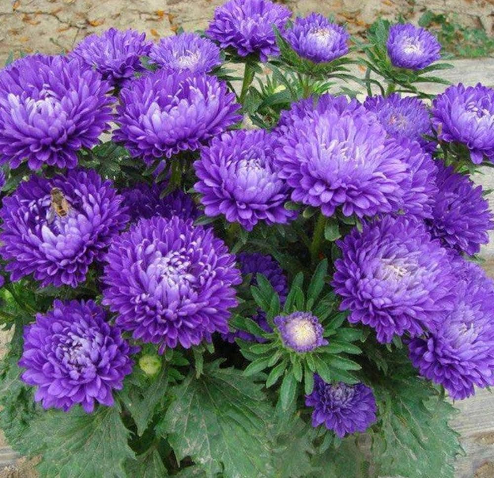 50+ Duchess Dark Blue Peony Aster Flower Seeds allistephus Flower Seeds Big Blooming Strong Fragrant Peony Flowers