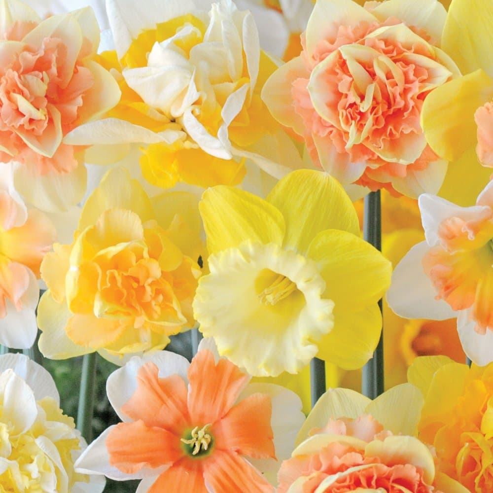 50 Daffodil Mixed Hardy Spring Flowering Bulbs Narcissus 'Citrus Sorbet', Fragrant Flowers Garden Plants for Garden Borders, Patio Pots and Window Boxes 50 Bulbs by Thompson & Morgan