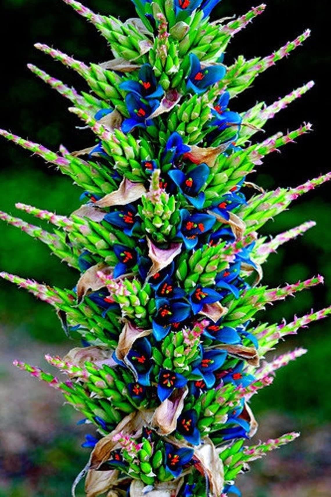 15 Sapphire Tower Seeds for Planting - Grow Rare and Hard to Find PUYA