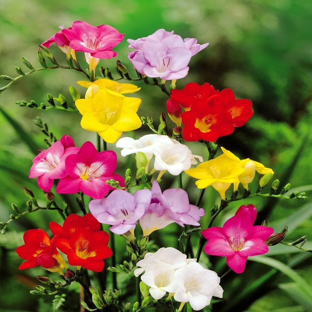 Freesia single flowering mix - 20 flower bulbs