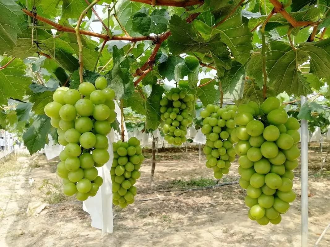 Shine Muscat Plant 2 Year Plant (阳光玫瑰, 晴王葡萄) Bare Root Ships from NJ