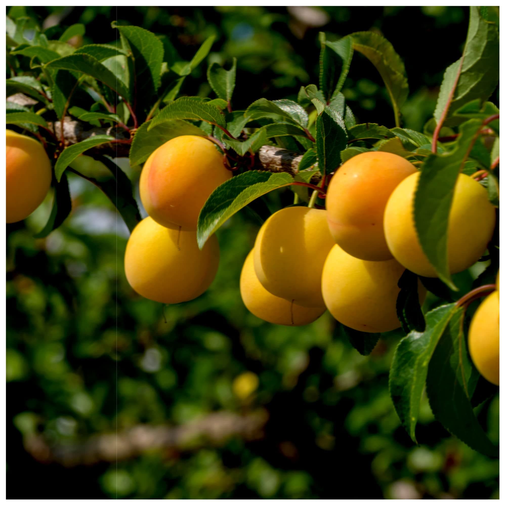 Plum 'Mirabelle de Nancy' 4-5ft Tall in 6L Pot, Self-Fertile Incredibly Sweet Honey Yellow Fruit 3fatpigs®