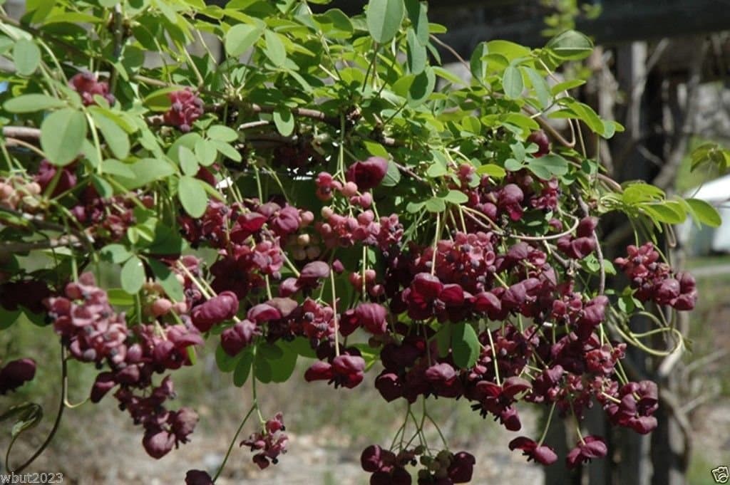 10 Seeds Akebia Quinata Seeds- Chocolate Vine, Raisin Vine, Five-leafed Akebia !