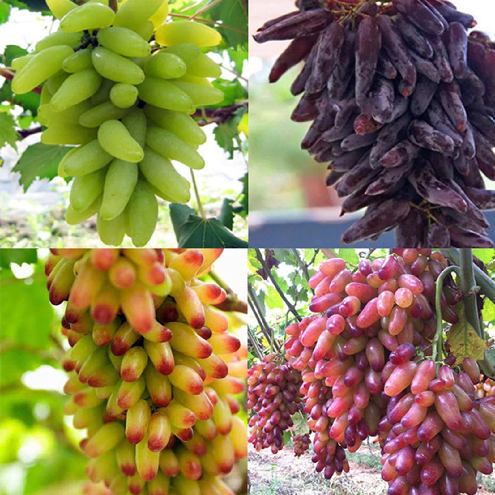 Fruit Seeds for Gardening-100Pcs Mixed Color Grape Seeds Delicious Fruit Plant Garden Roof Balcony Decor - 100pcs Grape Seeds