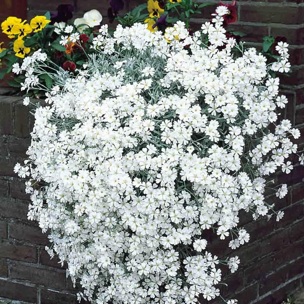 – 50 White Creeping Snow Summer Chickweed Seeds UK Soil Grass & Lawn Carpet Flower