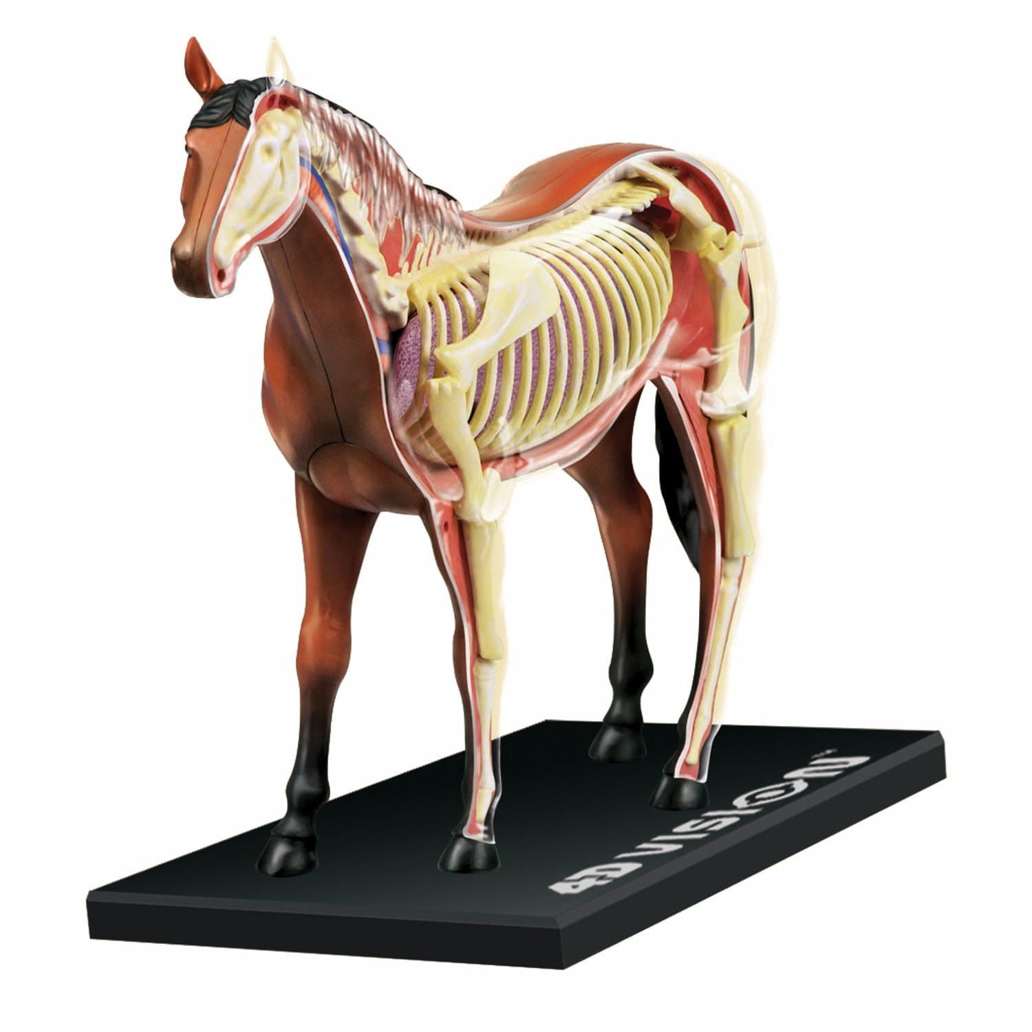 Tedco 4D Vision Horse Model