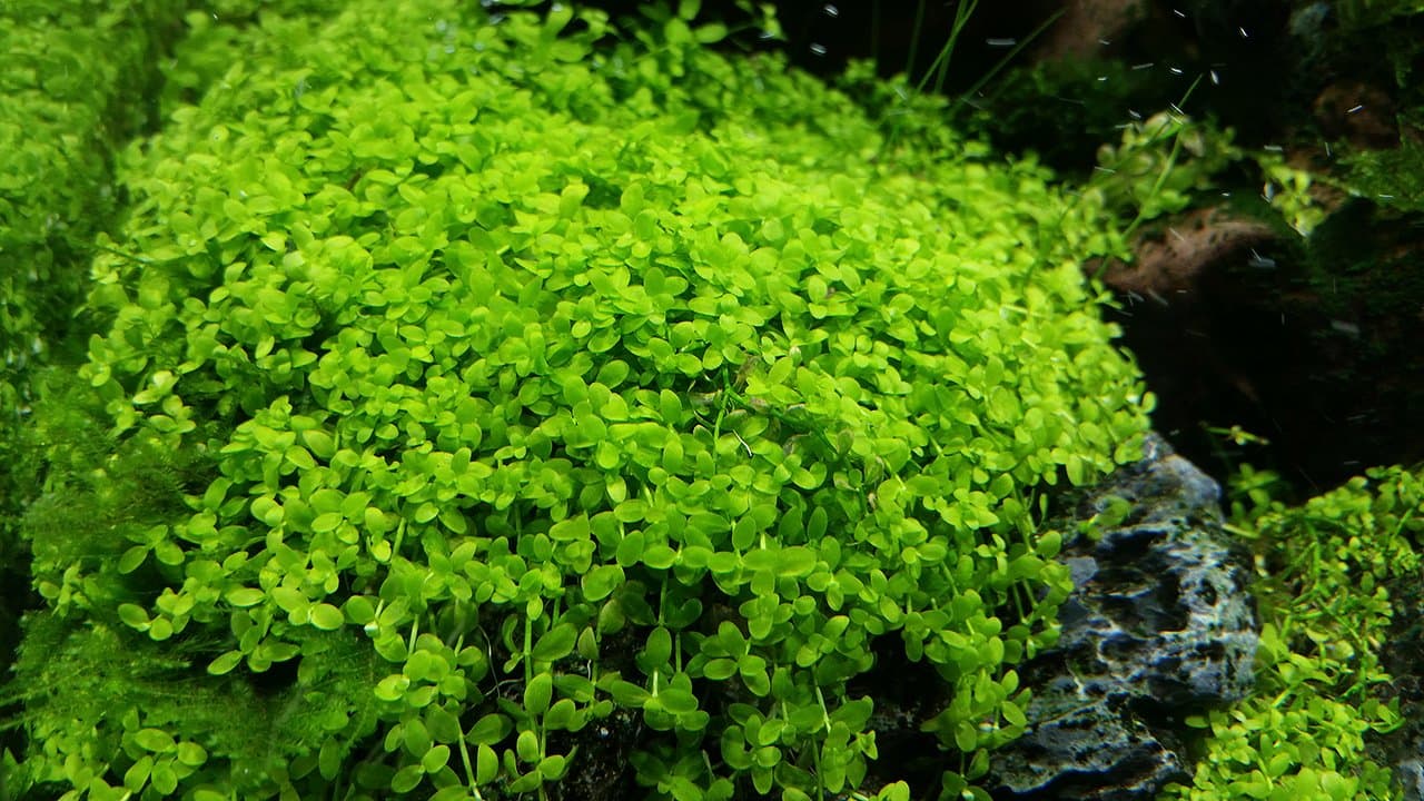 – Micranthemum"Monte Carlo" - 1 Bunch - Live aquarium plant