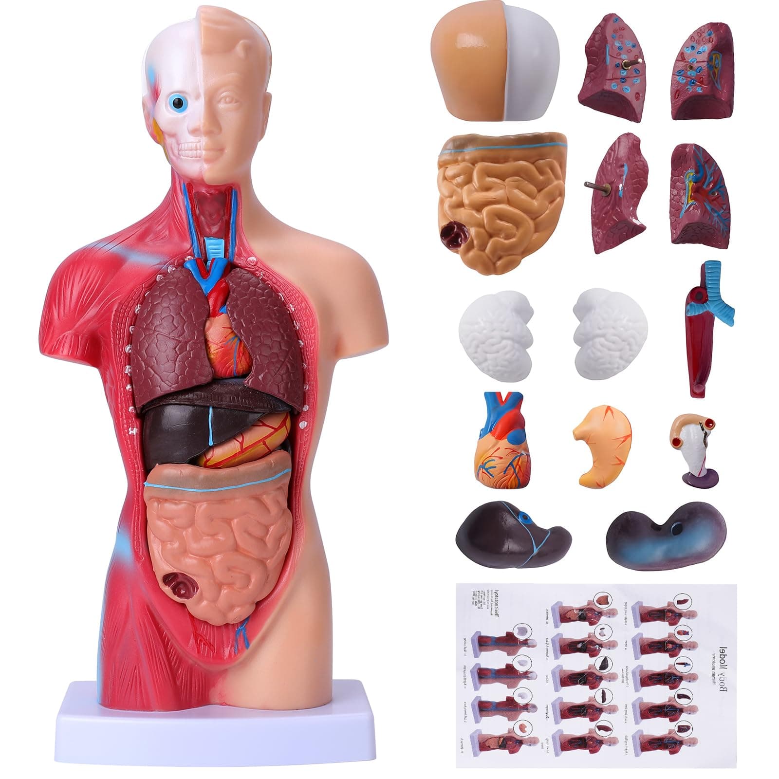 Human Body Model for Kids, 15 Pcs Removable 11 inch Human Torso Anatomy Model for for Teaching Study Class Students with Product Manual (11 inch)