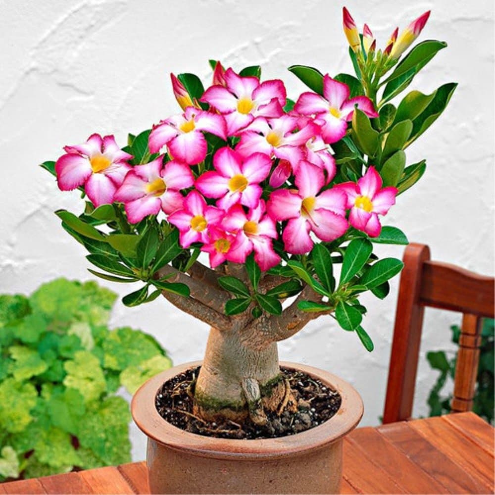 50pcs Desert Rose Flower Seeds Adenium Obesum Seeds Pink White Succulent Flower Seeds