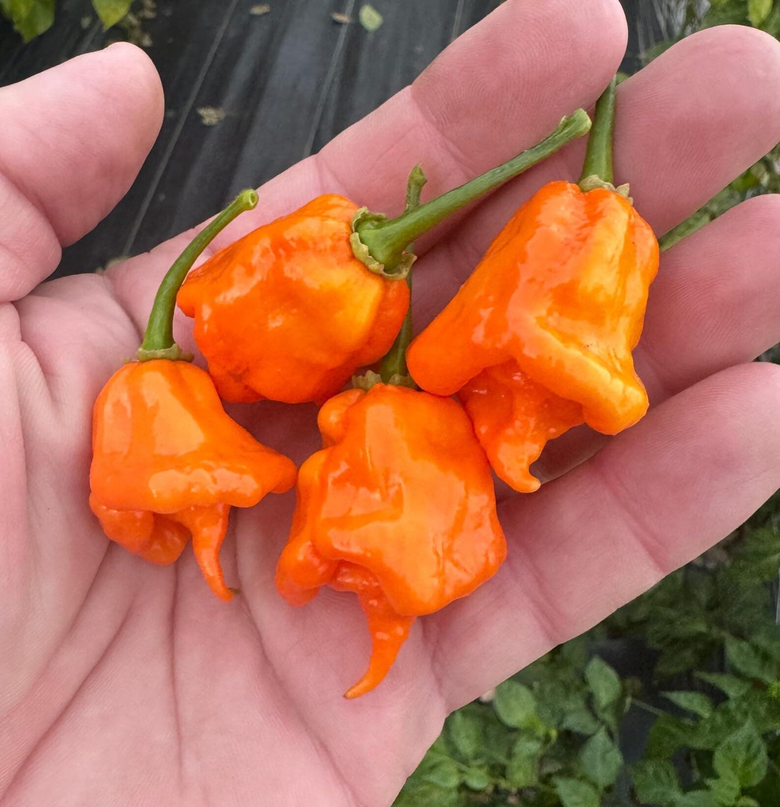 California Reaper Pepper Premium Seeds for Planting Packet