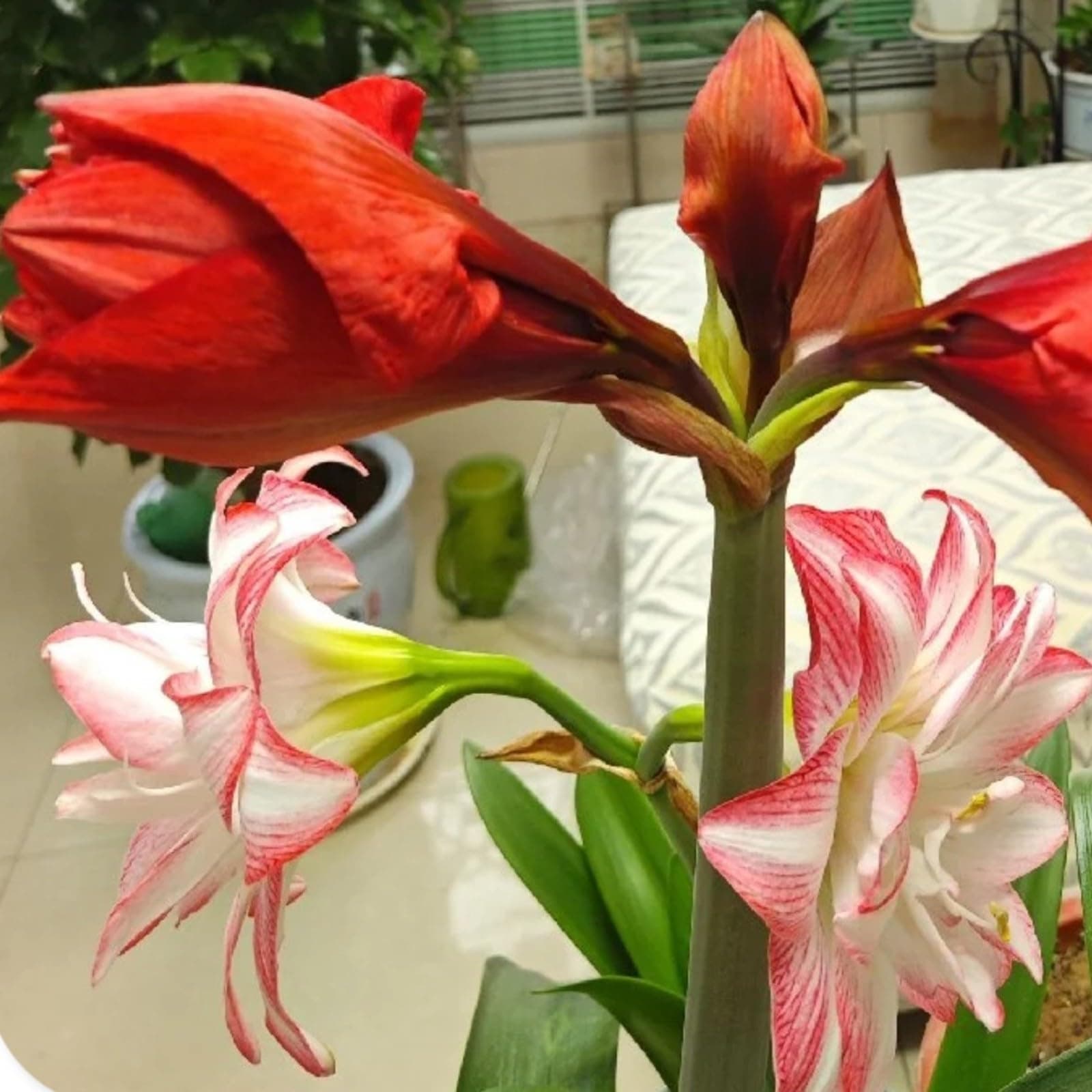Amaryllis for Planting Now UK Perennial Good for Containers Excellent Display Plant Bulbs Ornamental Greening Flower Natural Organic Easy Plant Perennial -5bulbs-F