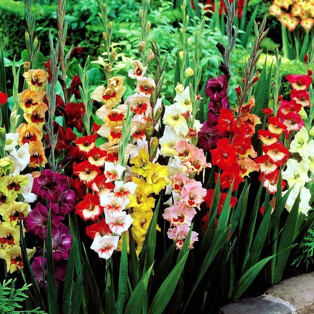 40 x Gladioli Bulbs Large Flowering Mixed Rainbow Colour Collection - Colourful Summer Flowering Bulbs for Gardens - Ready to Plant - by Woodland bulbs® (Free UK P&P)