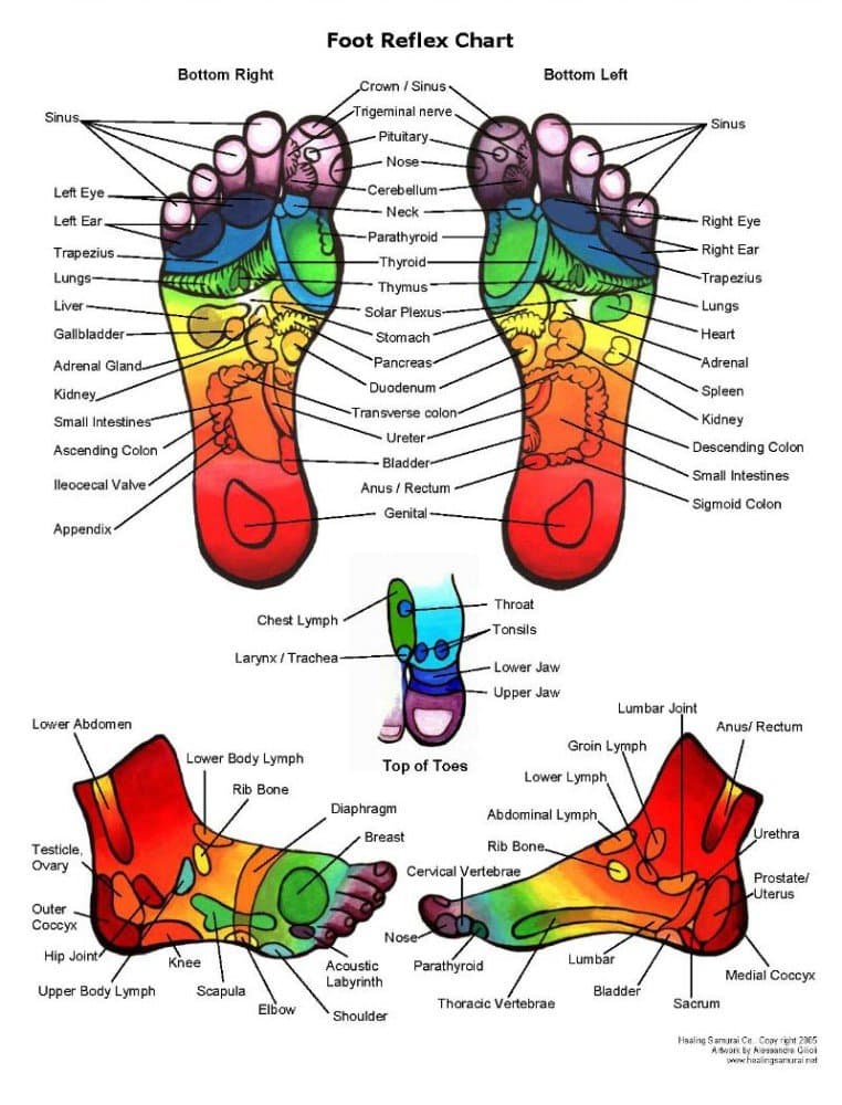 charts of - Reflexology Chart - Feet - A3 Poster Print