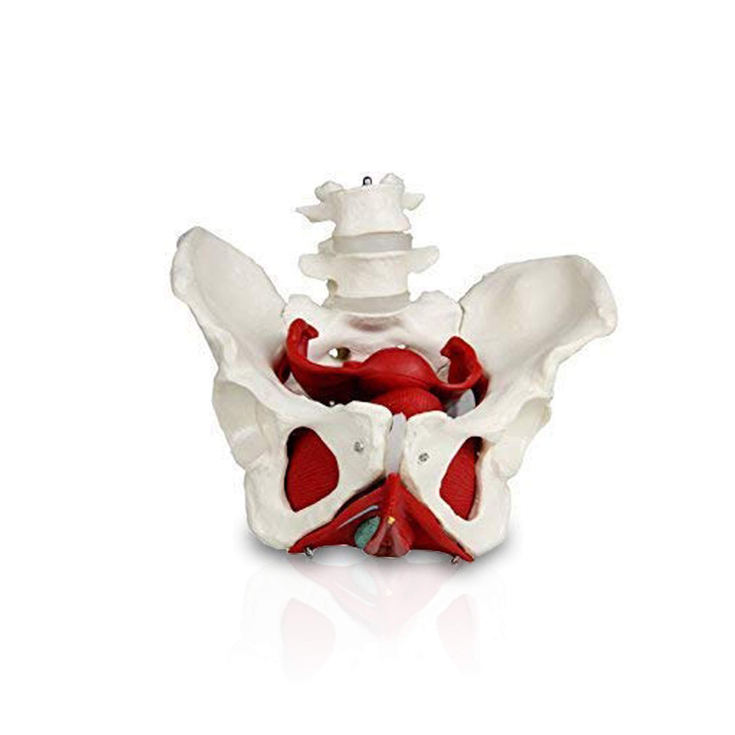 JS00024 Female Pelvis with Organs | Removable Organs Include Uterus, Colon and Bladder | Includes Detailed Instruction Manual