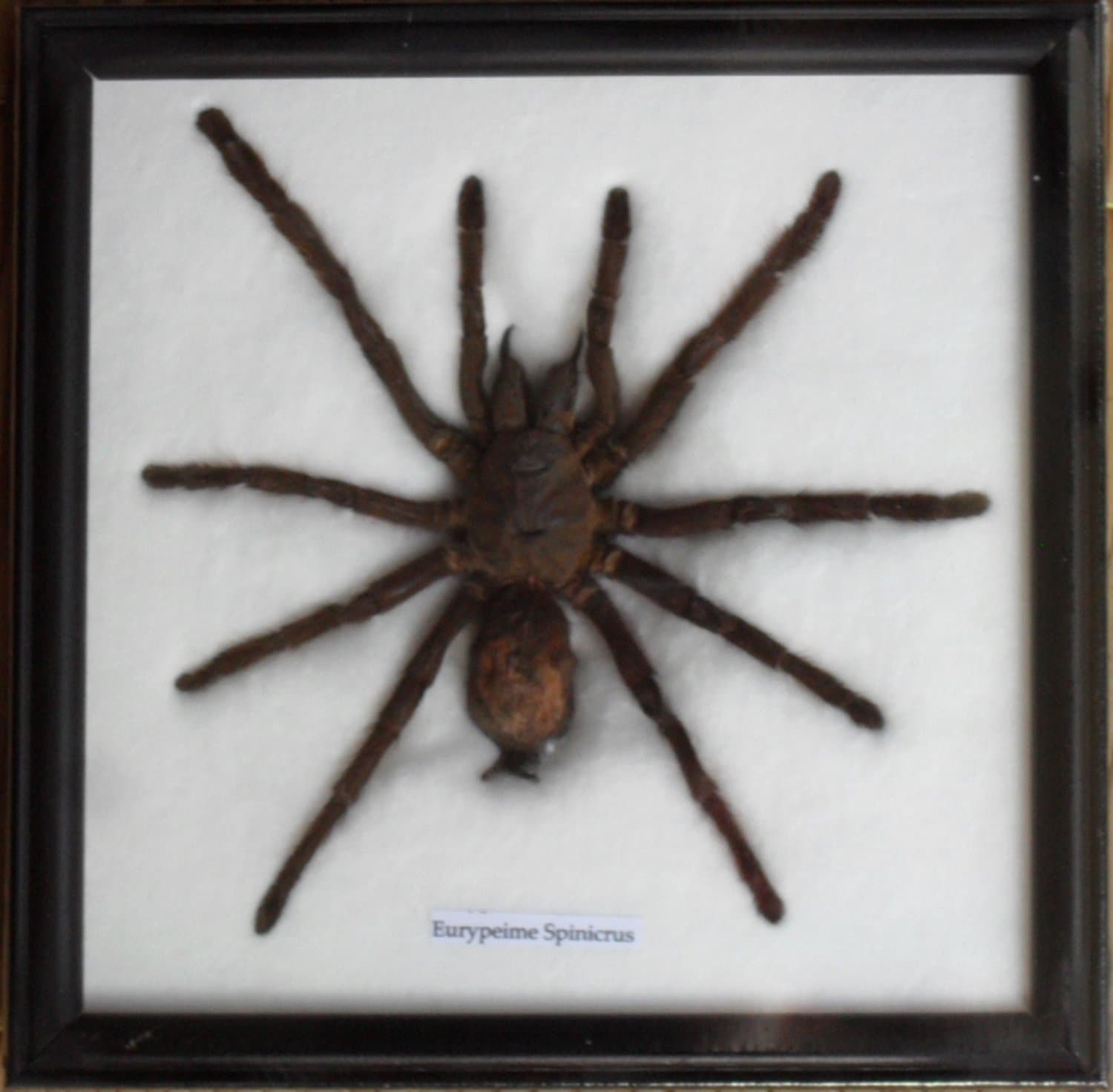 Real Spider Tarantula Taxidermy framed