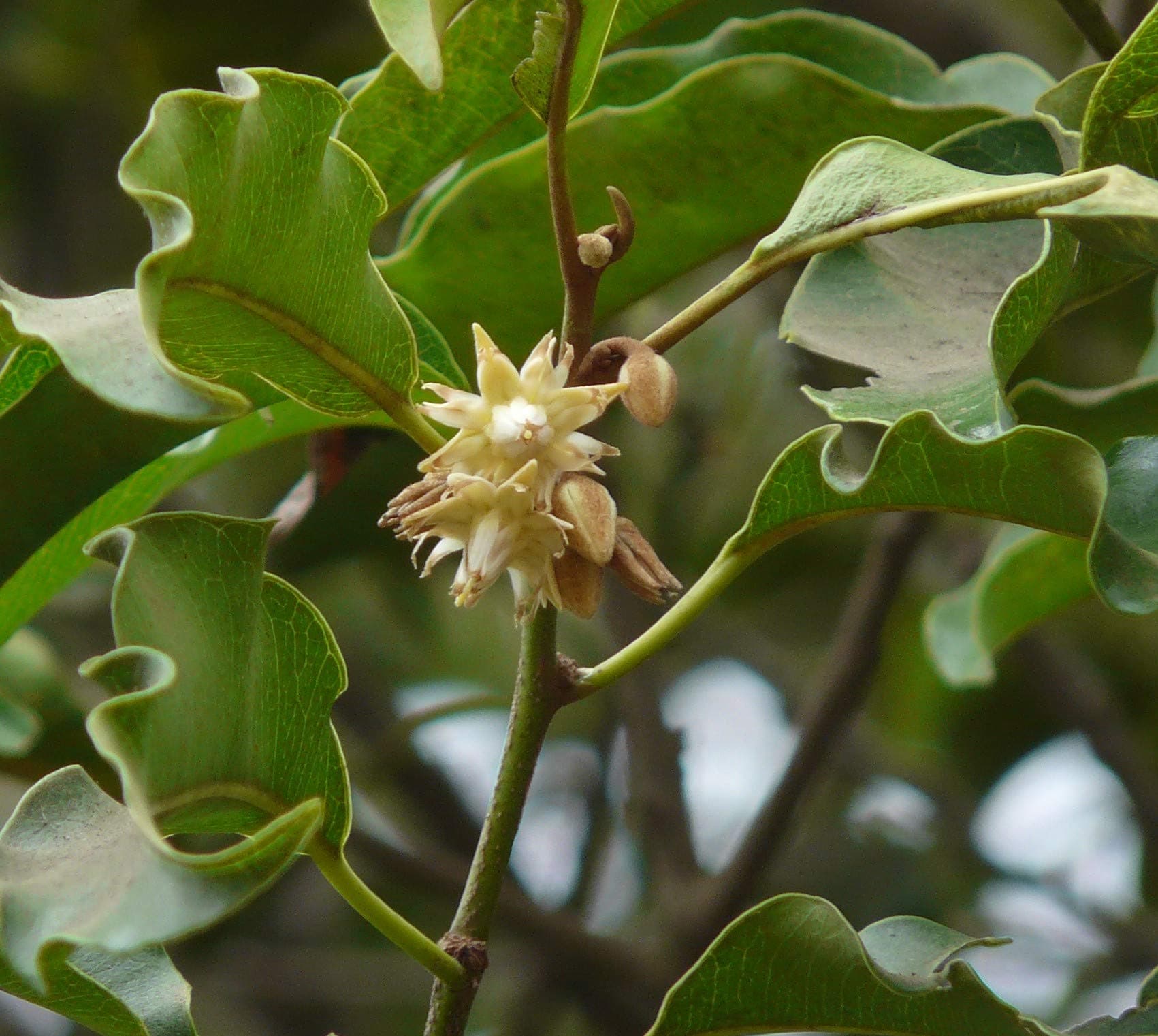 CooPany® Magizham poo plant, Bakul Flower Plant Live Medicinal plant 1 Healthy Live Plant