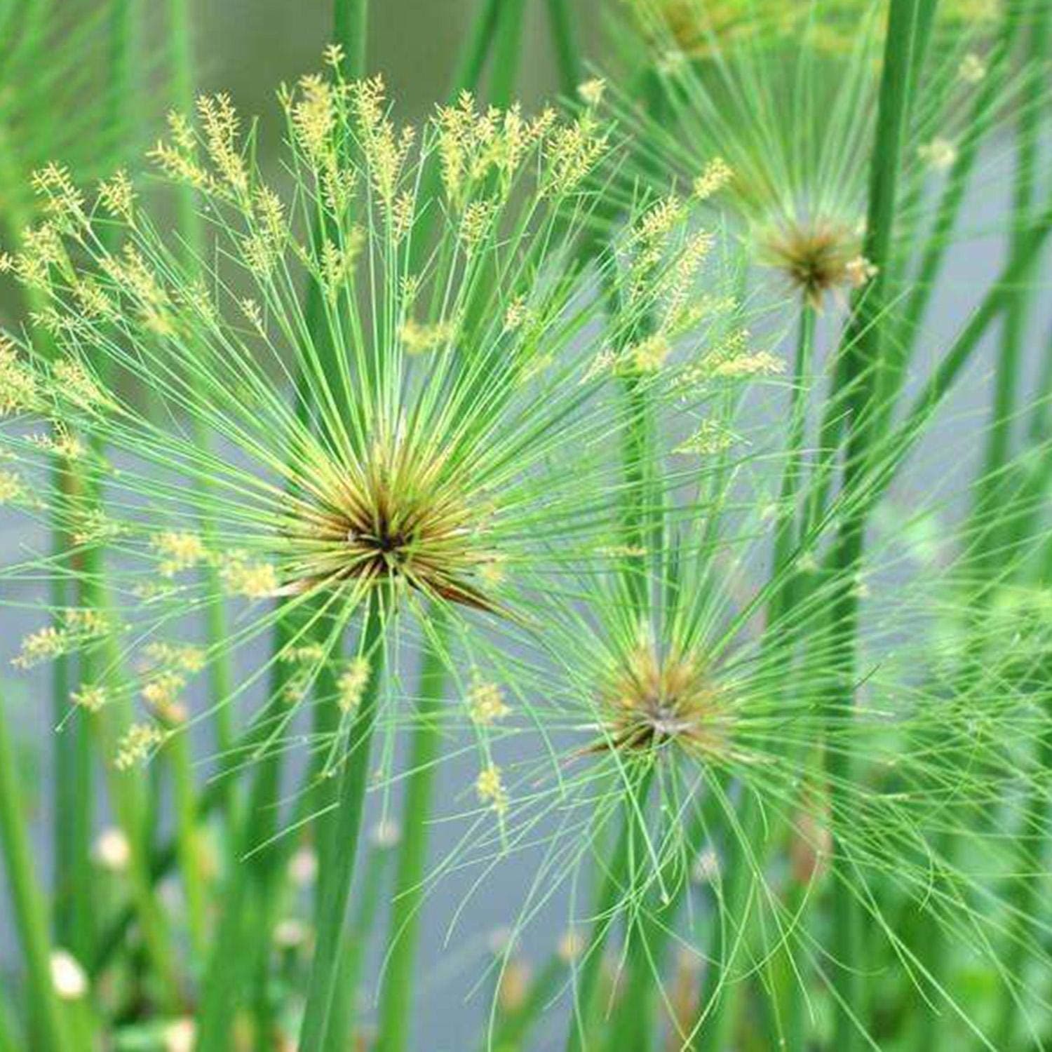 Earth Seeds Co 20 Pcs Cyperus Papyrus Seeds, Grass Used for Paper, A Great Ornamental Plant for Warm-Temperate climates Cyperus Papyrus