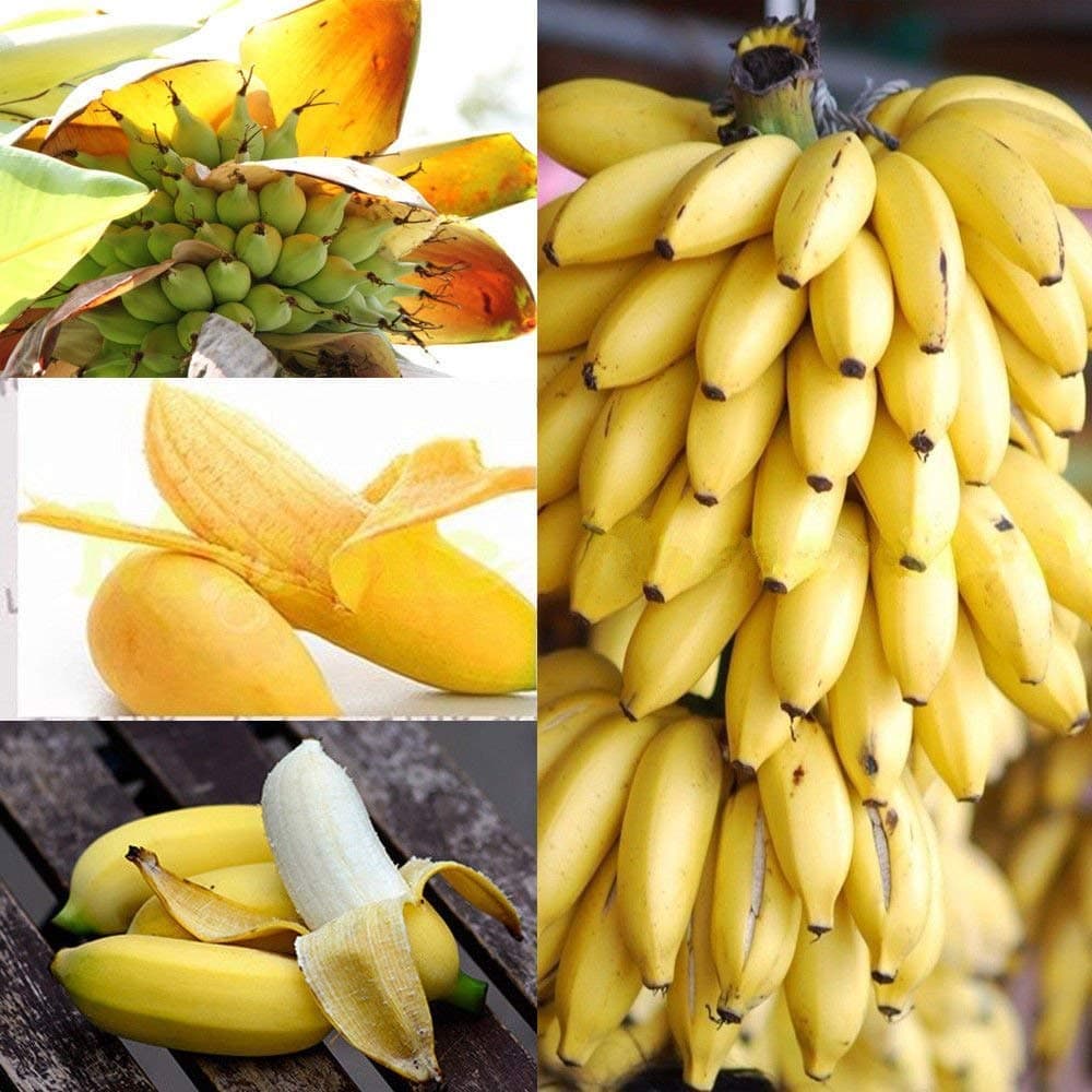 Dwarf Banana Tree Seeds Mini Bonsai Seeds Rare Exotic Bonsai Banana