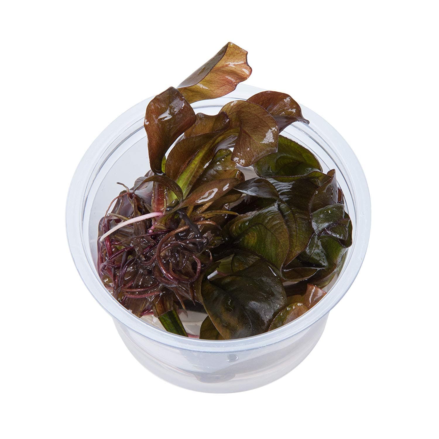 Echinodorus 'Reni' In-Vitro 1 cup - Live aquarium plant