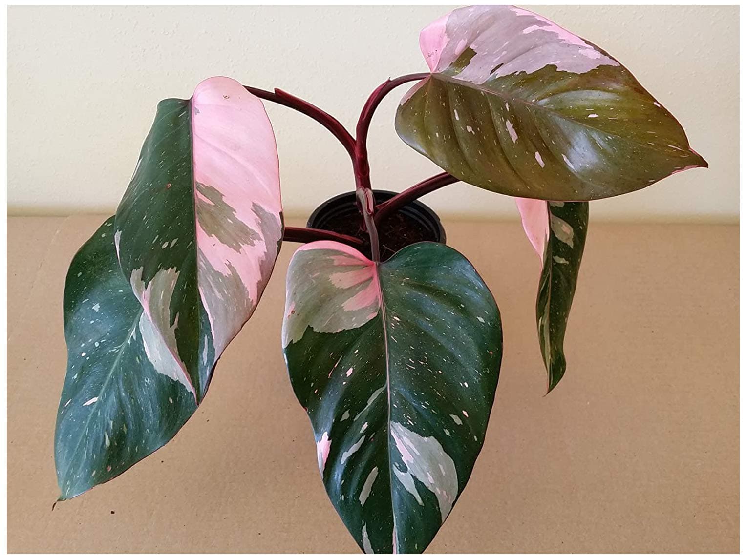 Professional Nursery Grade PHILODENDRON & HOUSEPLANT Fertilizer 4 LB 6 Month Slow Release Tropical Plant Food