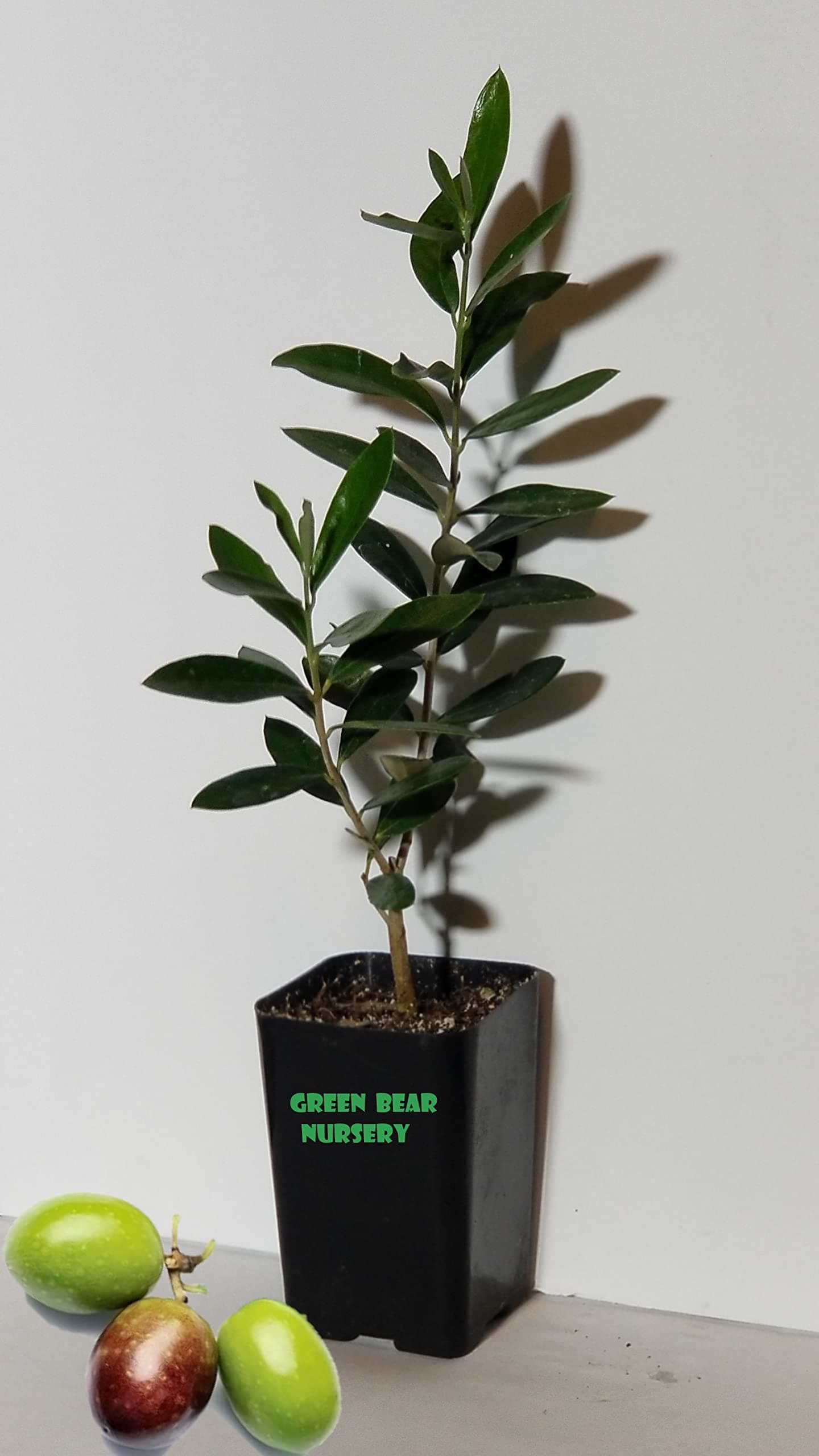 Manzanillo Olive Tree Live Plant Cold Hardy Fruiting Olive Tree " 8" to 12" Tall Starter Plant Ships Potted Olea europaea 'Manzanillo' Manzanilla Olive (Starter Tree)