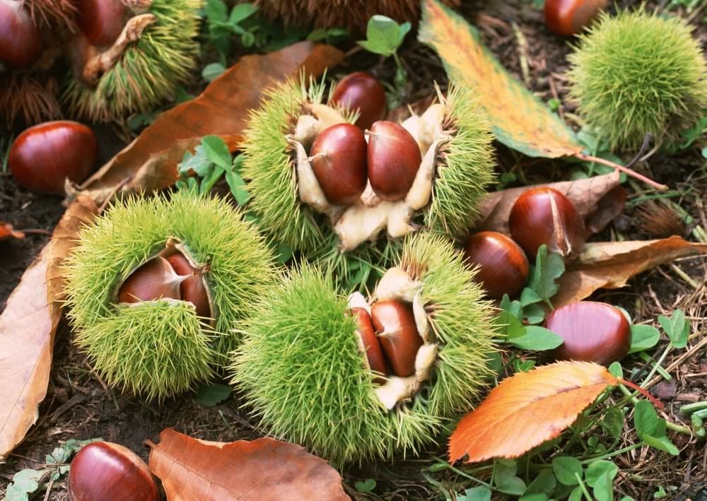 SD2500 American Chestnut Seeds, Castanea Dentata Seeds, Chinkapin Nut Seeds, New Live Seeds (10 Seeds)
