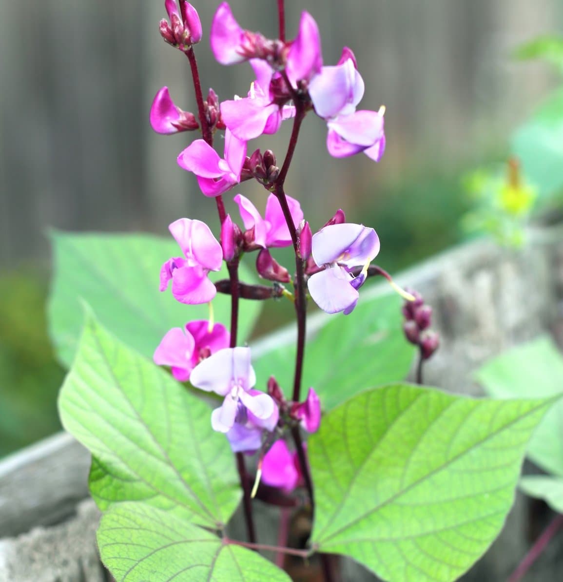 Hyacinth Bean 15 Seeds (Lablab purpureus) Heirloom - Open Pollinated - Untreated Seed