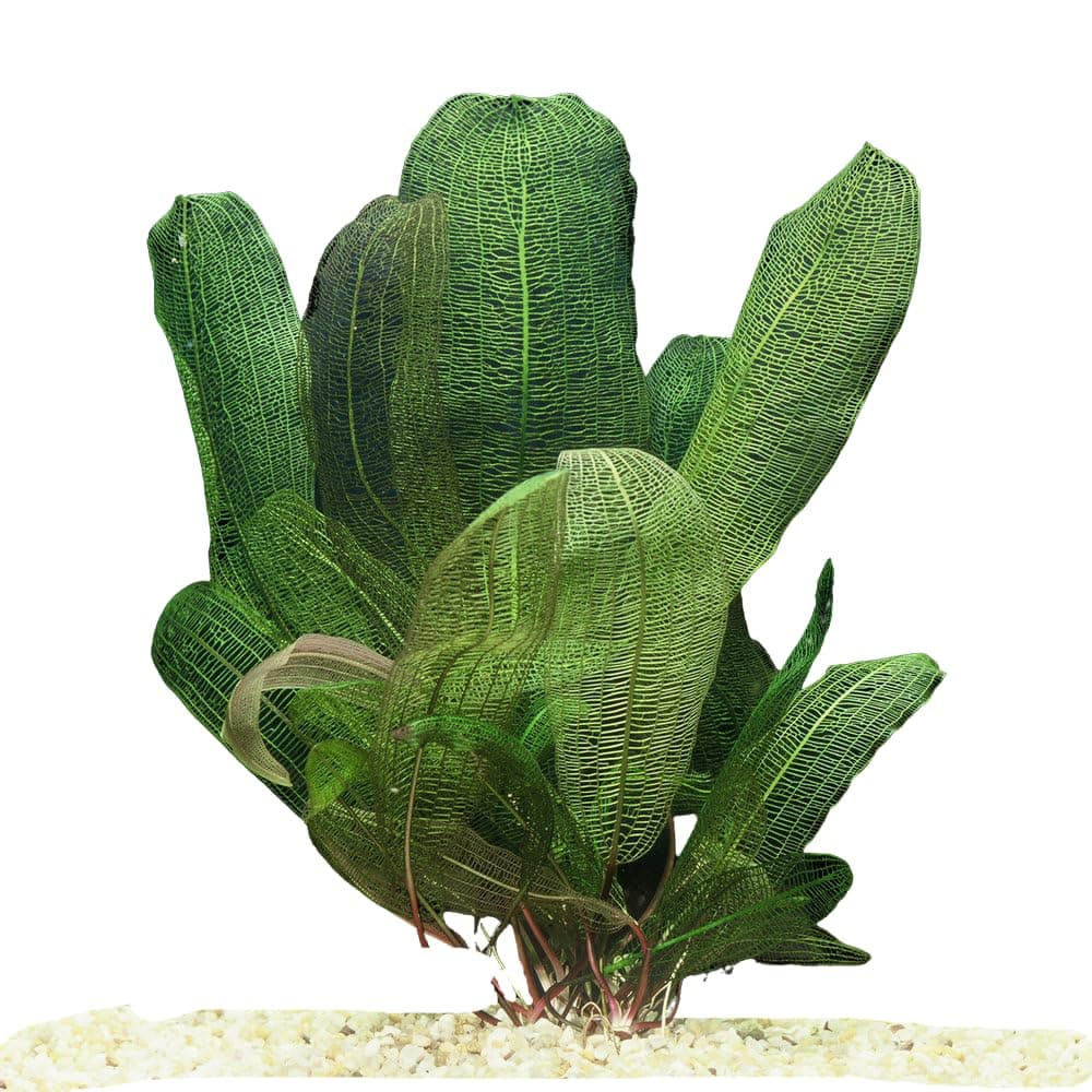 Exquisite Madagascar Lace Bulb (Aponogeton Madagascariensis) - Rare Aquatic Jewel for Freshwater Aquariums