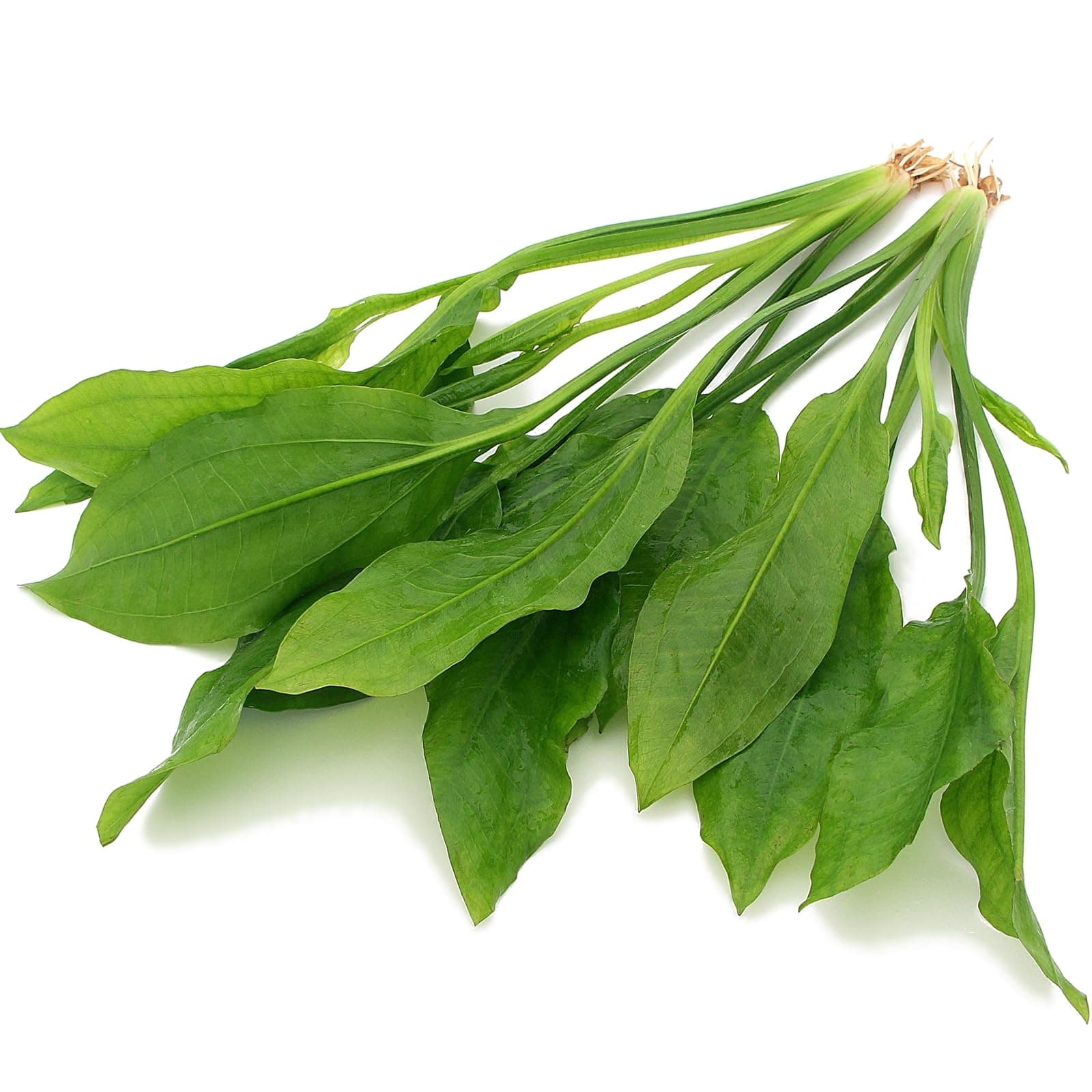 2X Large Echinodorus Bleheri Amazon Sword Live Aquarium Plants Background Midground for Tropical Freshwater Tank K2aqua