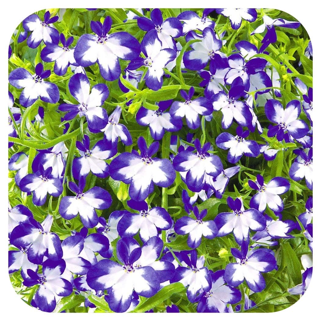 Lobelia Superstar Cutting Raised Basket Plug Plants x 5 Perennial Plants