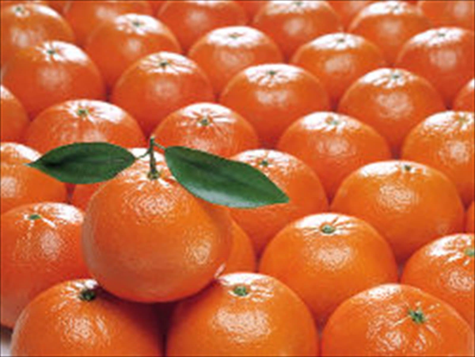 Clementines