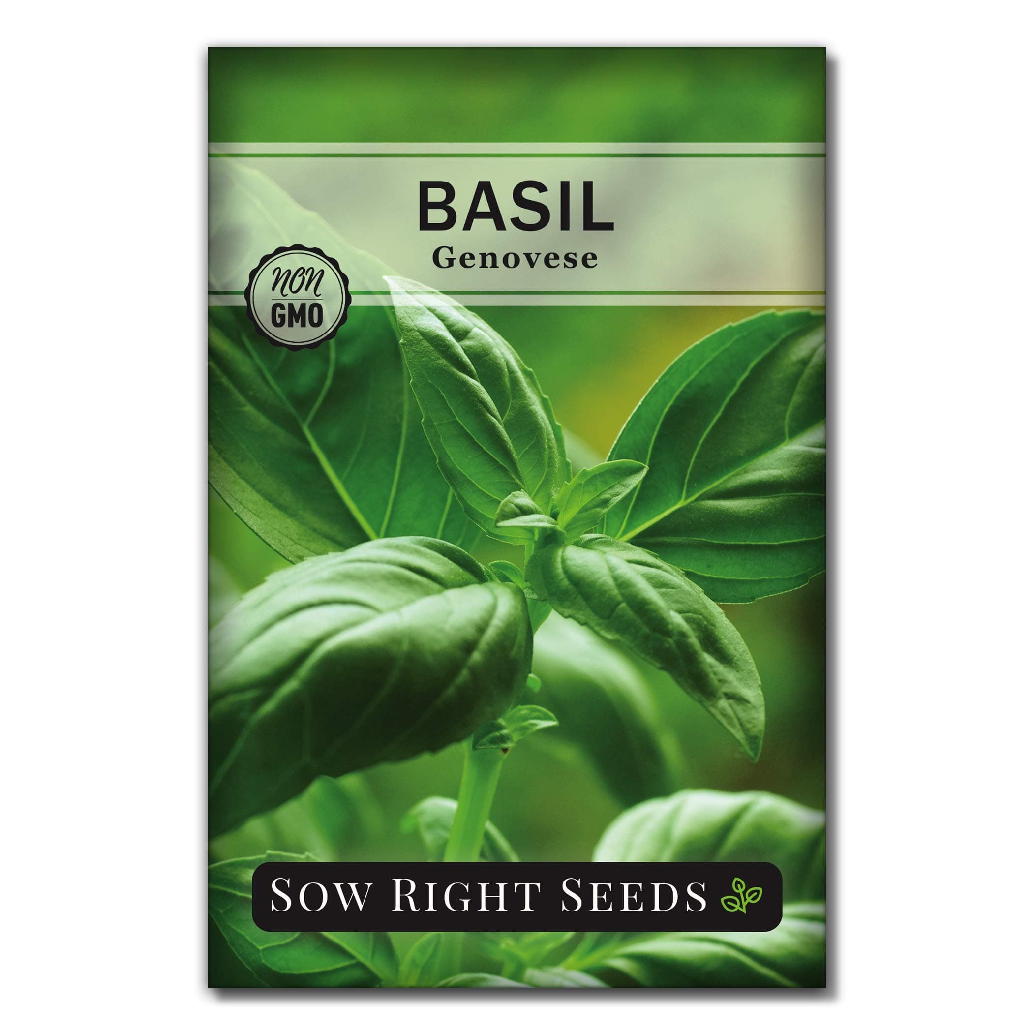 Genovese Sweet Basil Seed for Planting - Non-GMO Heirloom Packet with Instructions to Plant and Grow a Kitchen Herb Garden - Indoors or Outdoor - Great for Hydroponic Gardening (1)