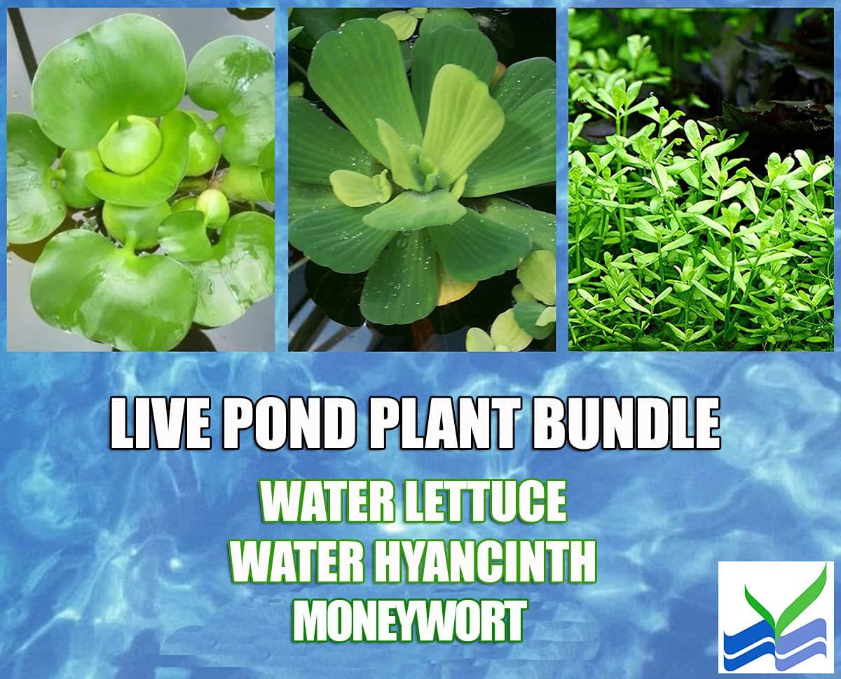 3 Water Lettuce (Pistia stratiotes) + 3 Common Water Hyancinth (Eichhornia crassipes) Bundle + Moneywort - Floating Live Pond Plants + Marginal Plant