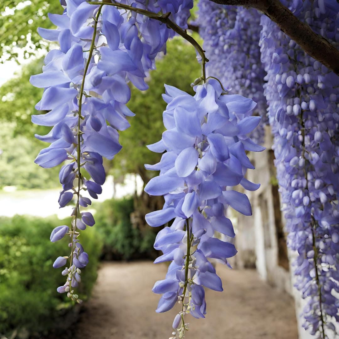 M-Tech Gardens Wisteria Flower Tree Seeds (Blue, Hybrid) Exotic 10 Ornamental Tree Seeds for Growing