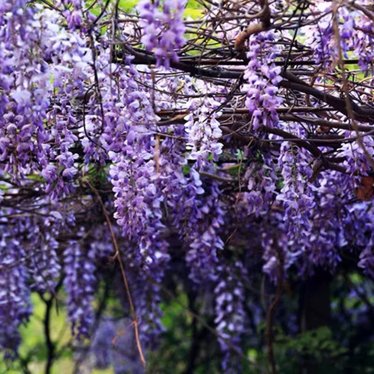 20+ Japanese Wisteria Purple Ornamental Vine Climber Seeds for Planting Home Garden Indoors or Outdoors