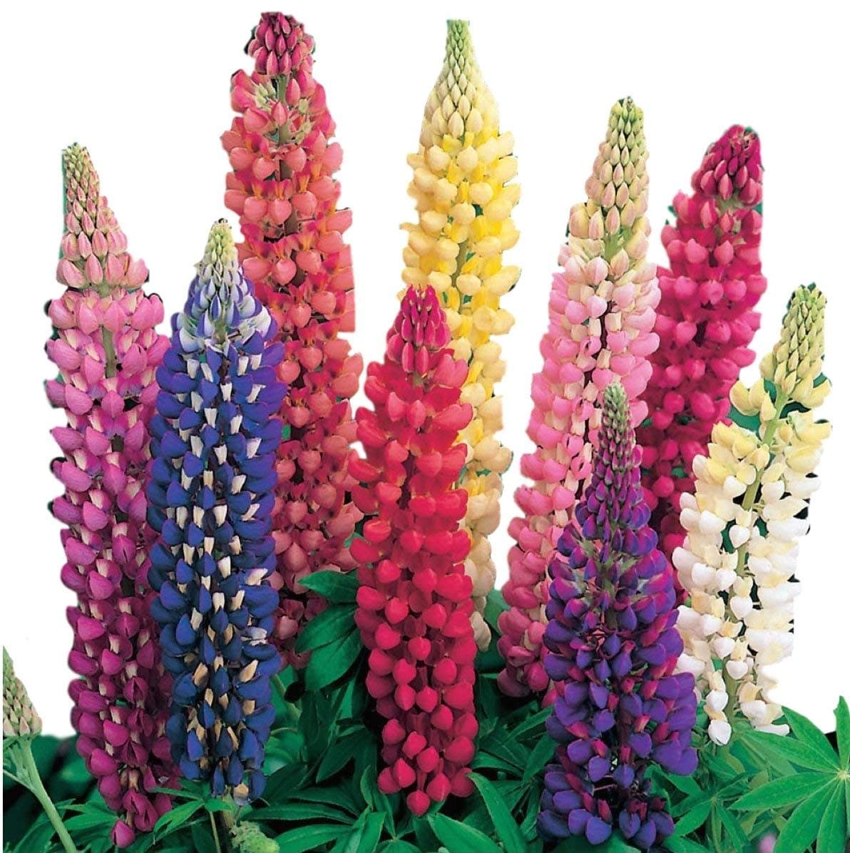 Russel Lupine Mix Seeds - Perennial Flower - Attracts Pollinators - Non-GMO