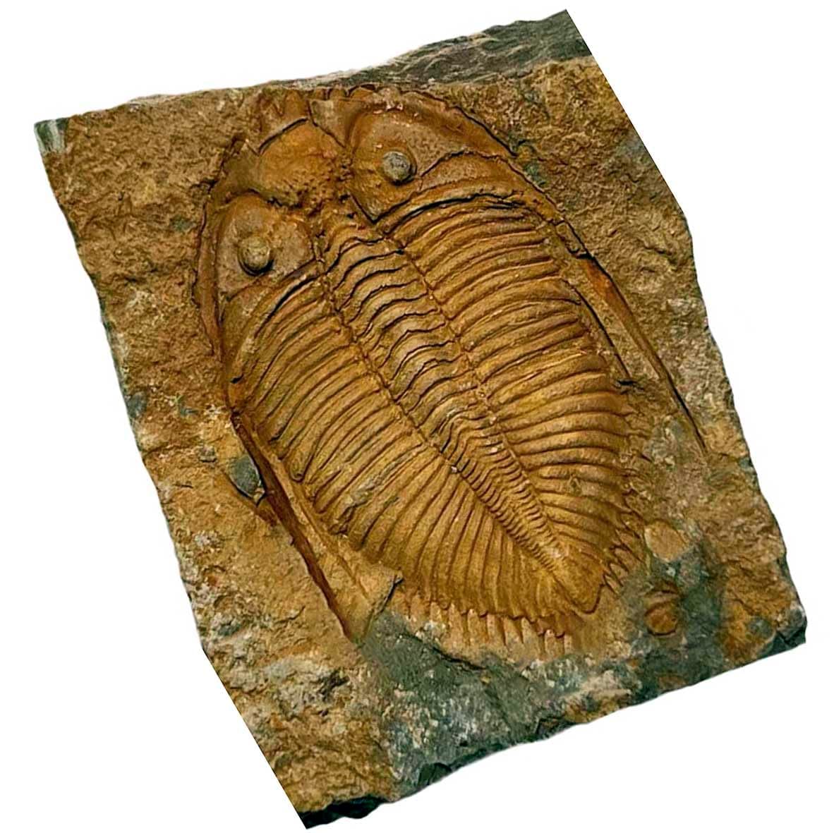 SUNNYHILL Real Trilobite Fossil Come from Western Hunan of China 450 Million Years ago (Information Card Included)