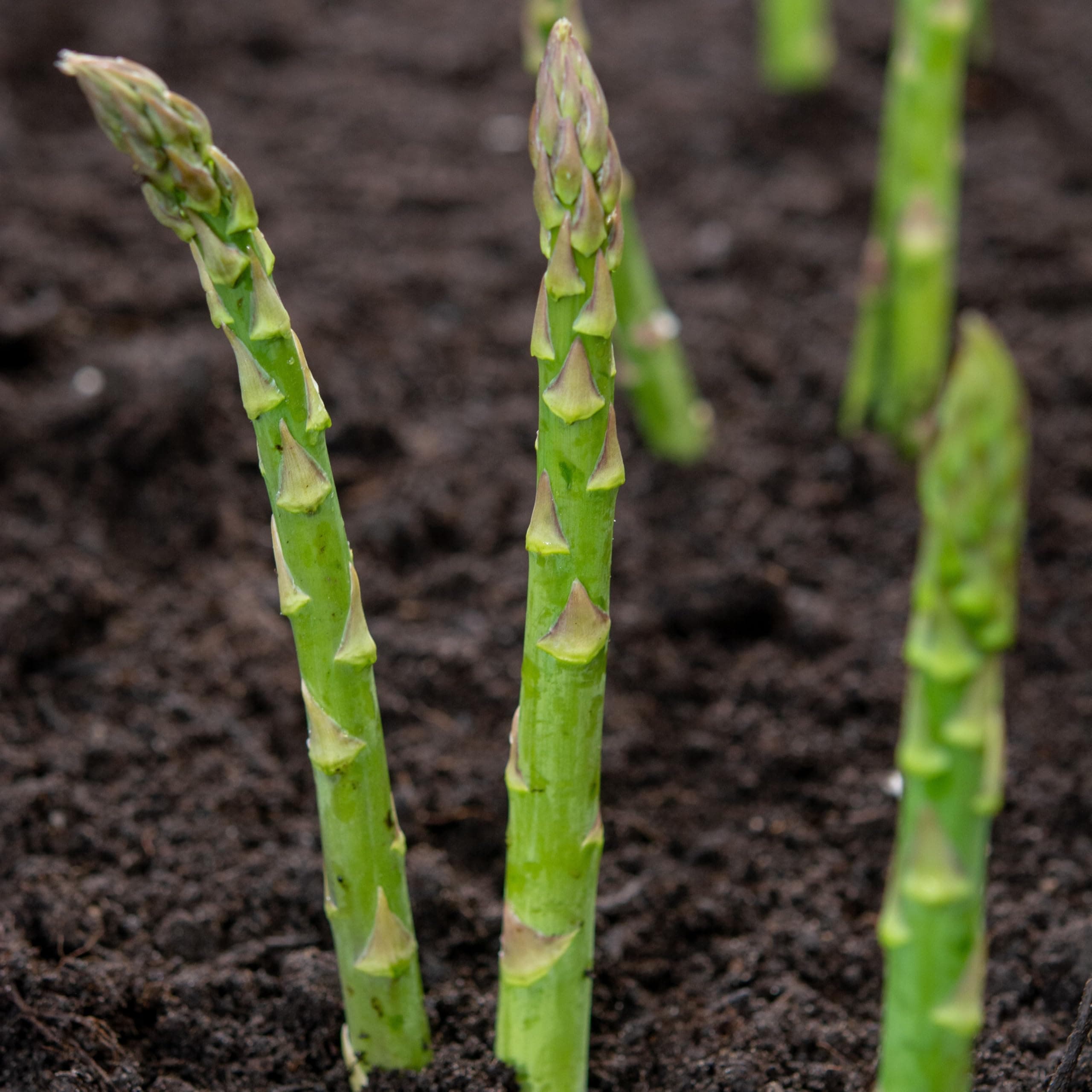 PREMIER SEEDS DIRECT - Asparagus - CONNOVERS Colossal - 150 Finest Seeds