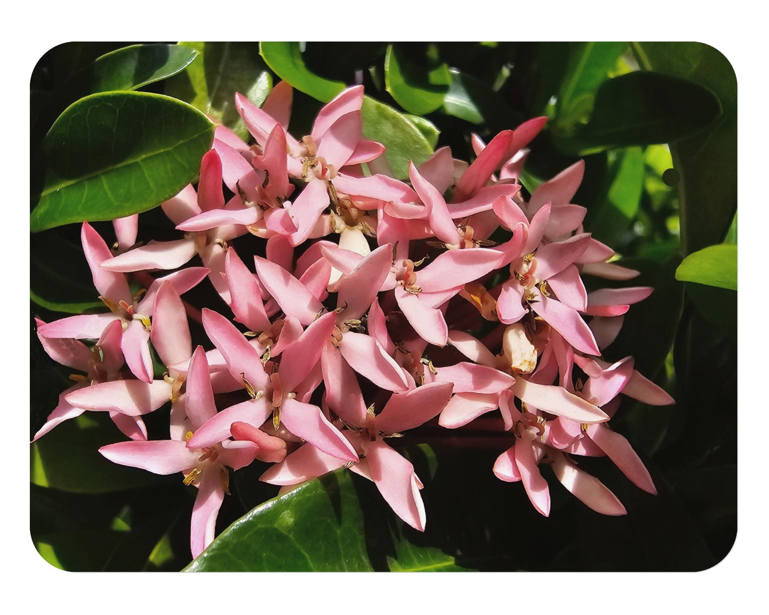 Dwarf Pink Miniature - Ixora taiwanensis cv - Live Tropical Shrub Plant - Pink Star Flower - Emerald Goddess Gardens - Starter Sz 4 Inch Pot