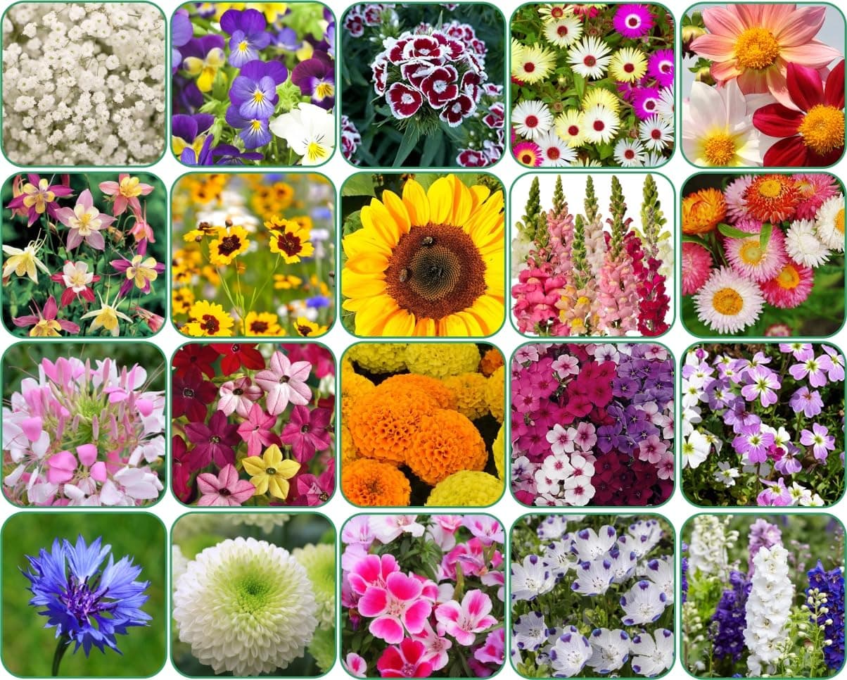 Aero Seeds Combo Of 640+ Seeds 20 Varieties of Flower Seeds For Your Garden Beautiful Bloom Germination Seeds
