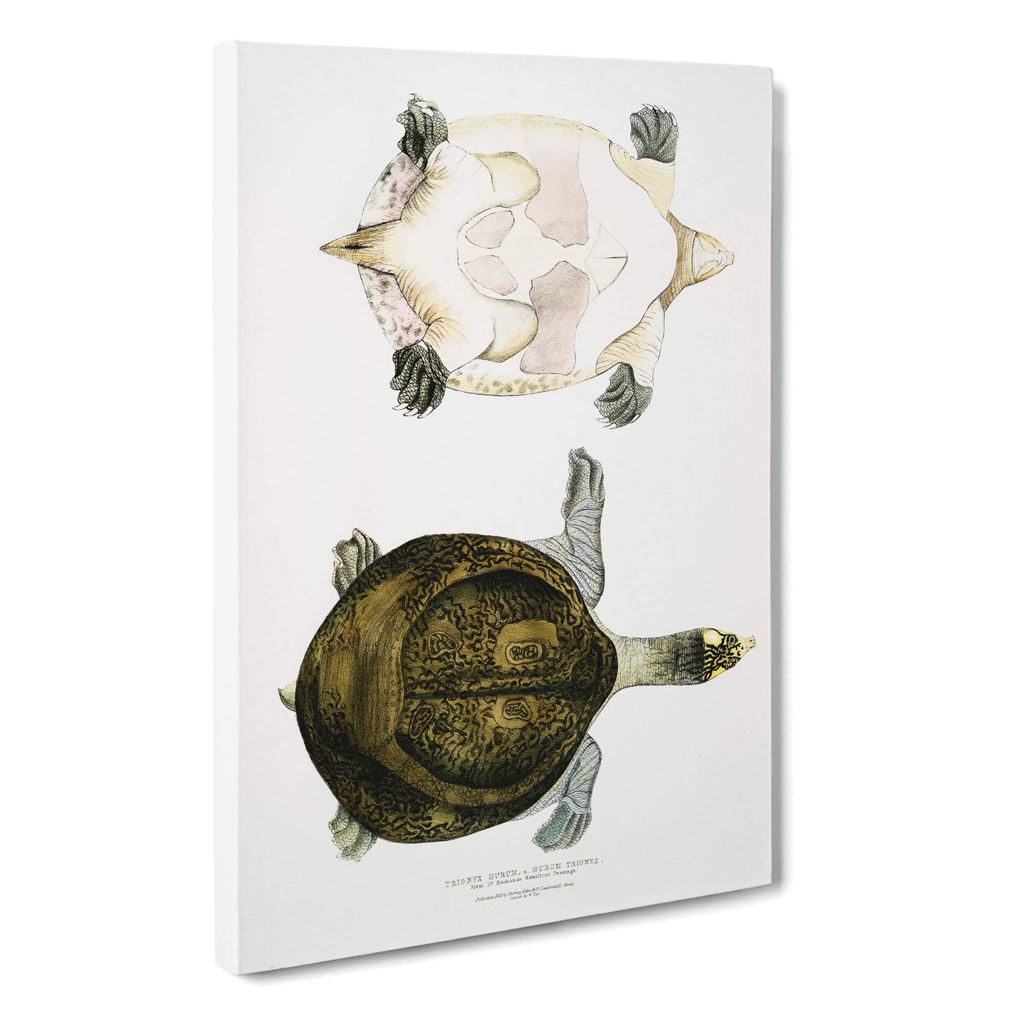 Big Box Art Hurum Trionyx Turtle by John Edward Gray Canvas Wall Art Framed Picture Print, 30 x 20 Inch (76 x 50 cm), White, Grey, Cream, Green, Blue