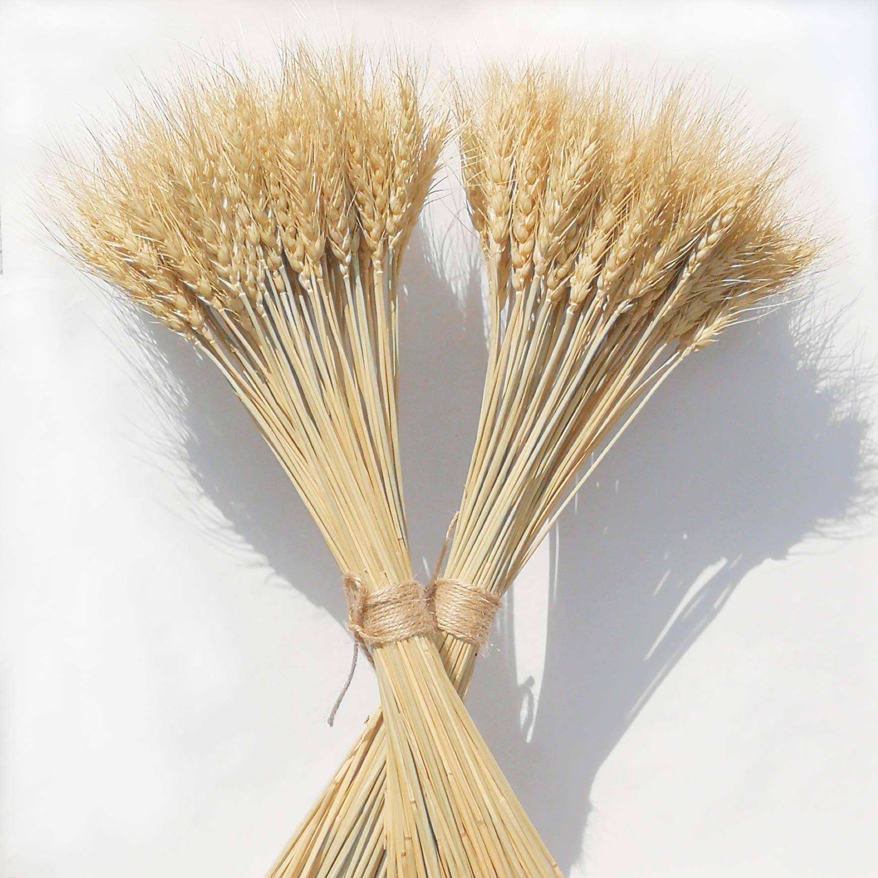 Gracebuy 200 Stems 23 inch Vacuum-Pack Golden Dried Natural Wheat Sheaves