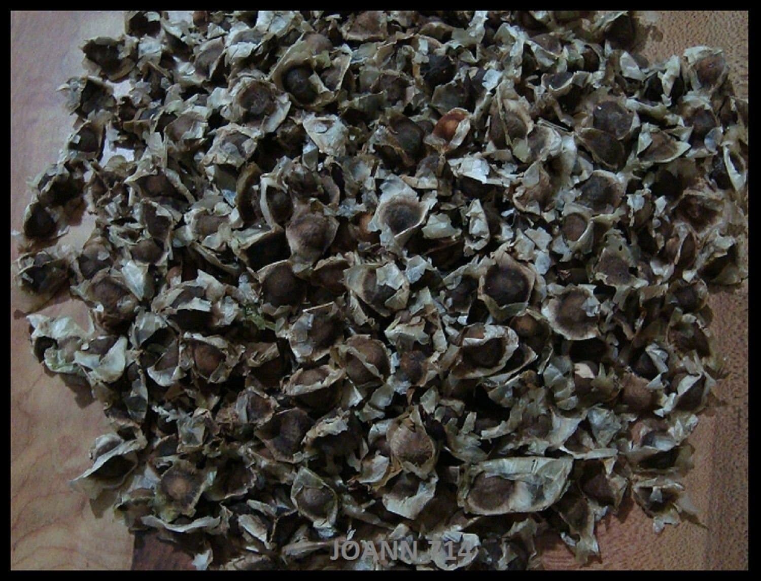 1000 Moringa Oleifera seeds