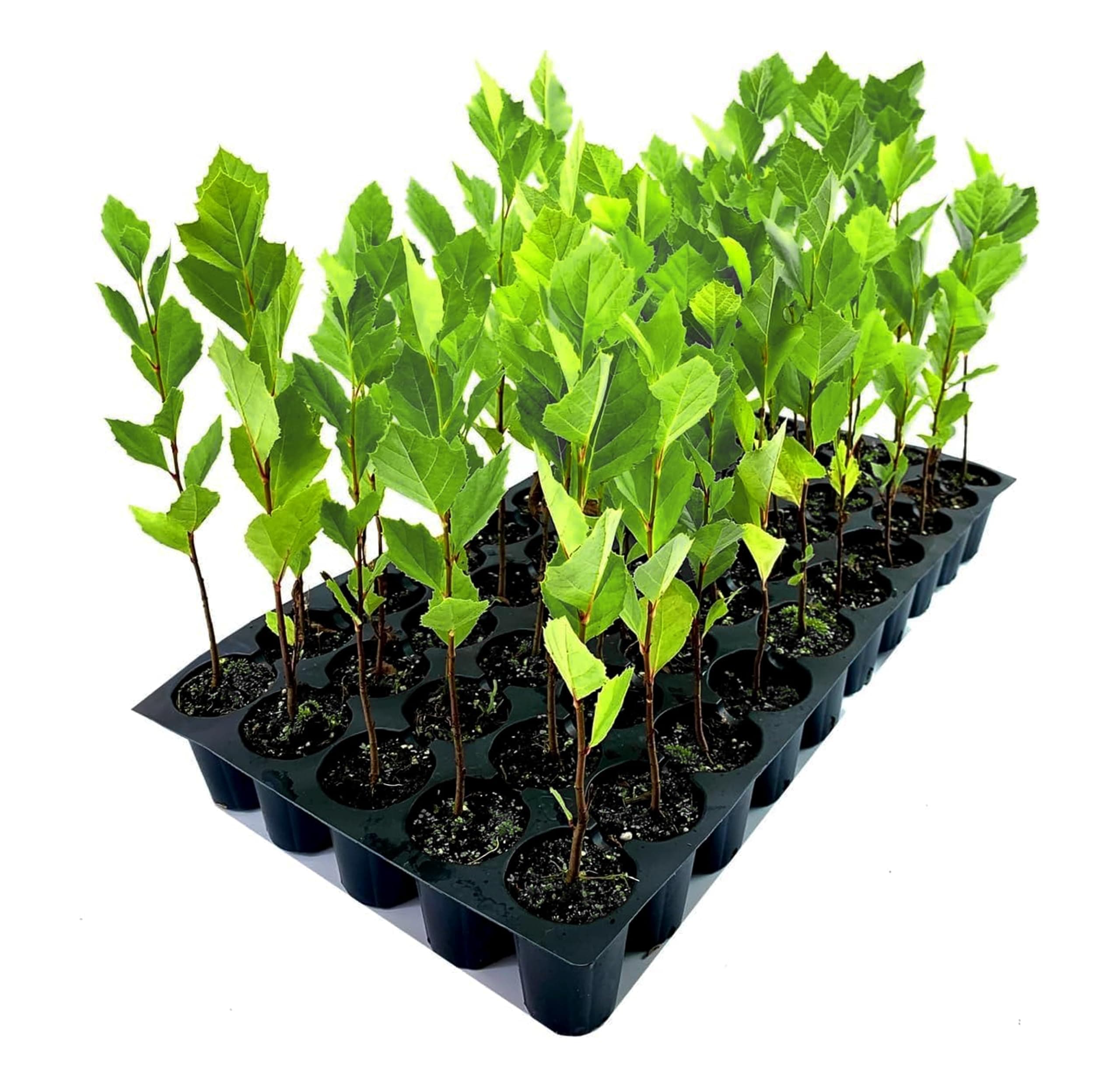 Sycamore | 3 Live Plants | Platanus Occidentalis | Fast Growing Shade Tree, Ornamental Landscape Plant, Ideal for Large Gardens, Beautiful Foliage, Low Maintenance, Perfect for Urban Areas