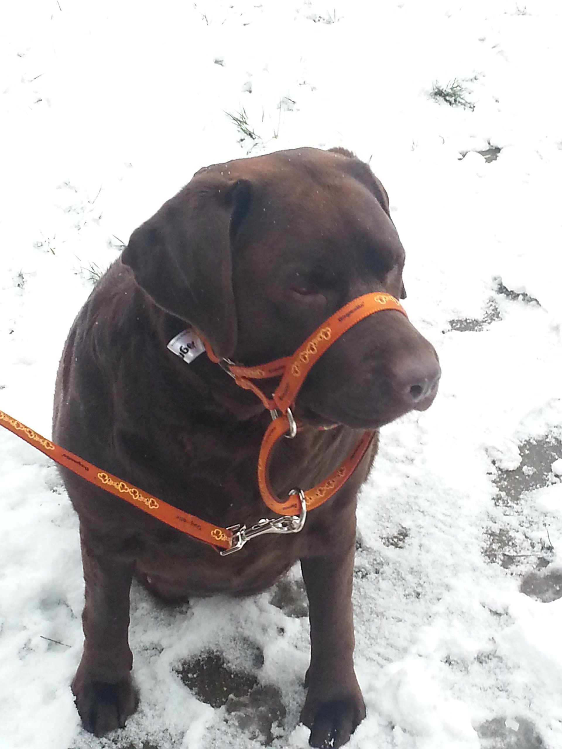 DOGMATIC HEADCOLLAR PADDED CUSHIONED WEBBING PCW - GOLD - SIZE 3