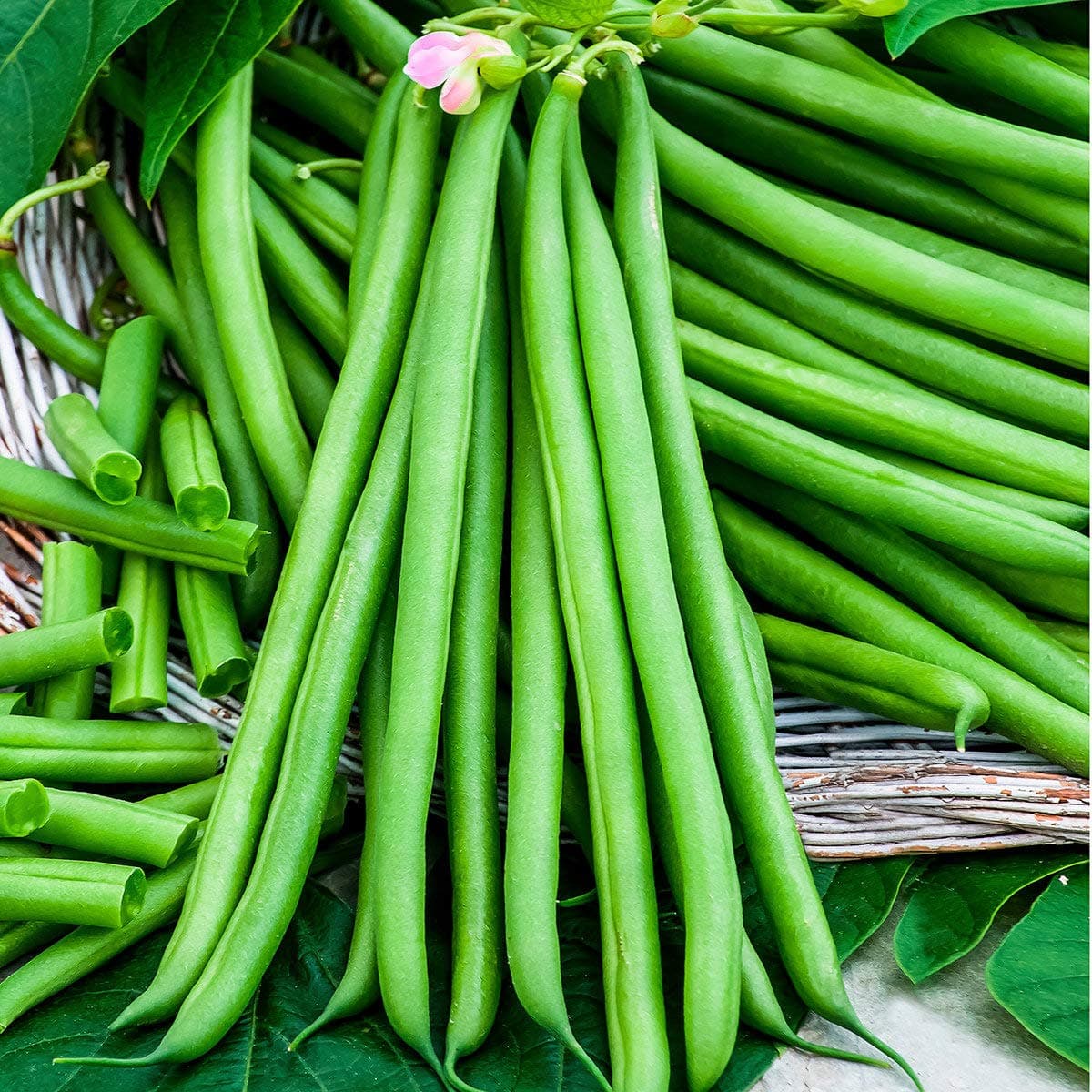 Earth Seeds Co 100 Pcs Dwarf Bean Organic Vegetable Seeds, Good Disease Resistance,Early Maturing Ideal for Garden