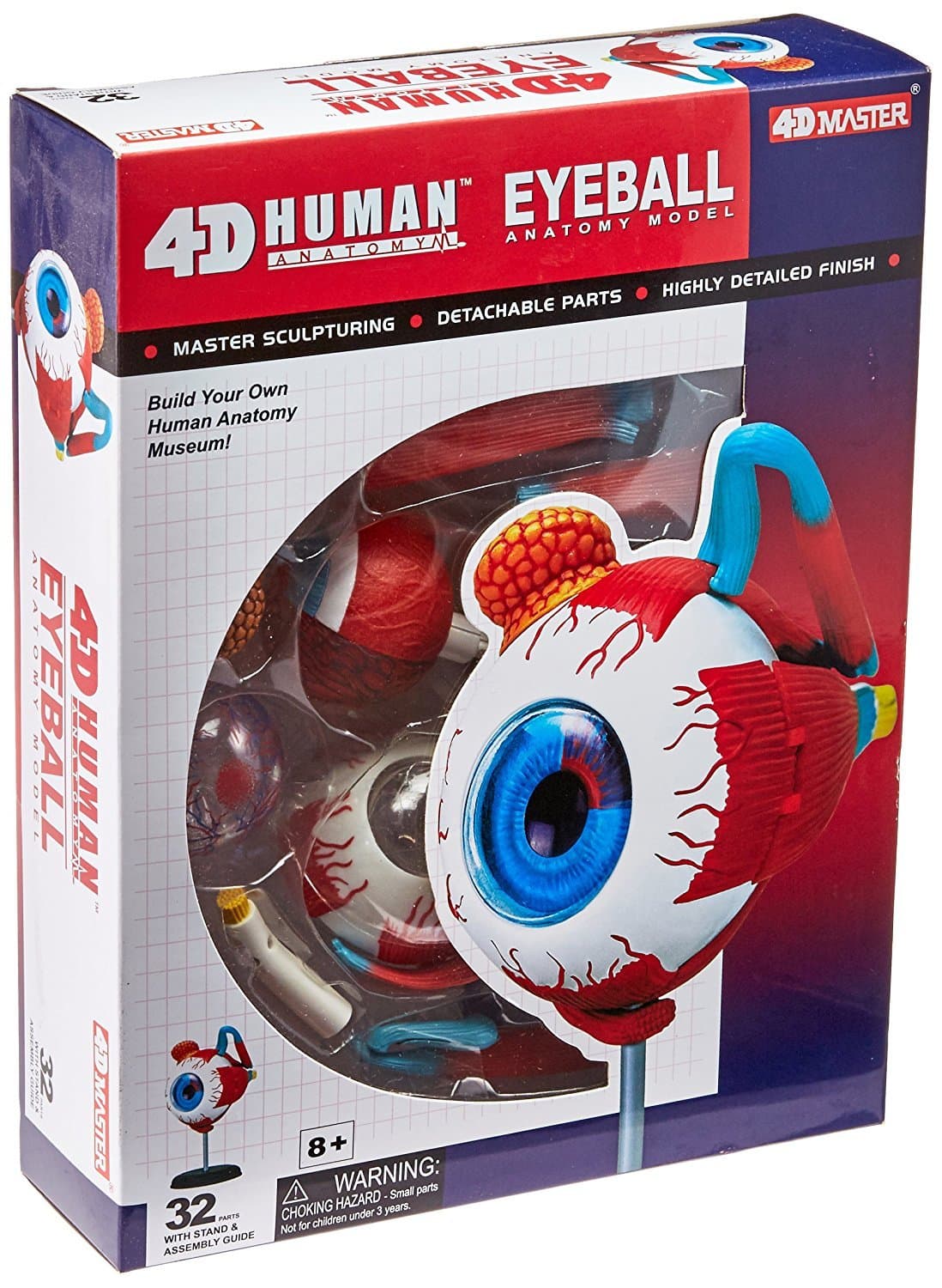 Tedco Human Anatomy - Eyeball Anatomy Model