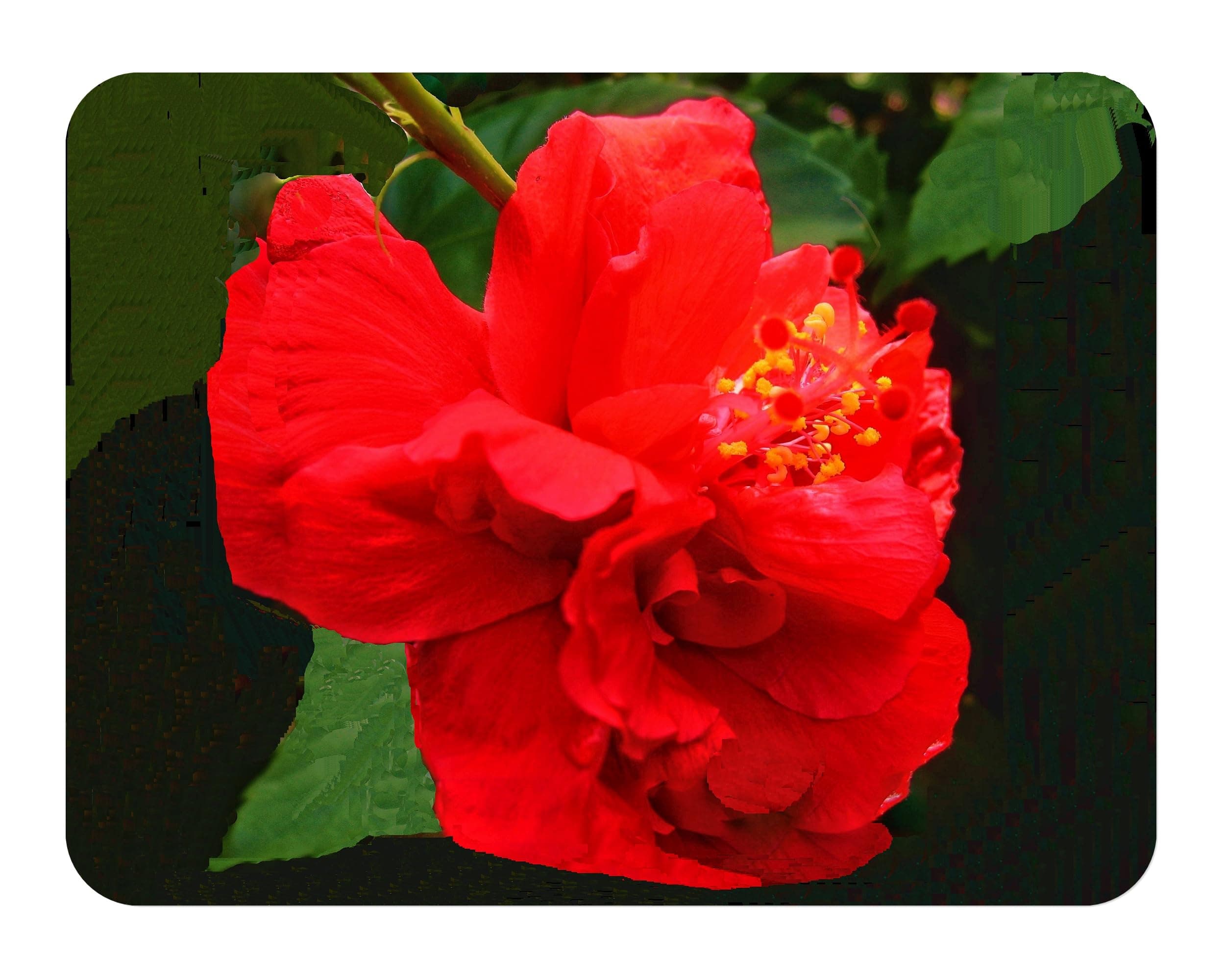 Anderson's Double Red - Heirloom Tropical Hibiscus rosa-sinensis - Live Plant - Scarlet Flower - Emerald Goddess Gardens Starter Sz 4 Inch Pot
