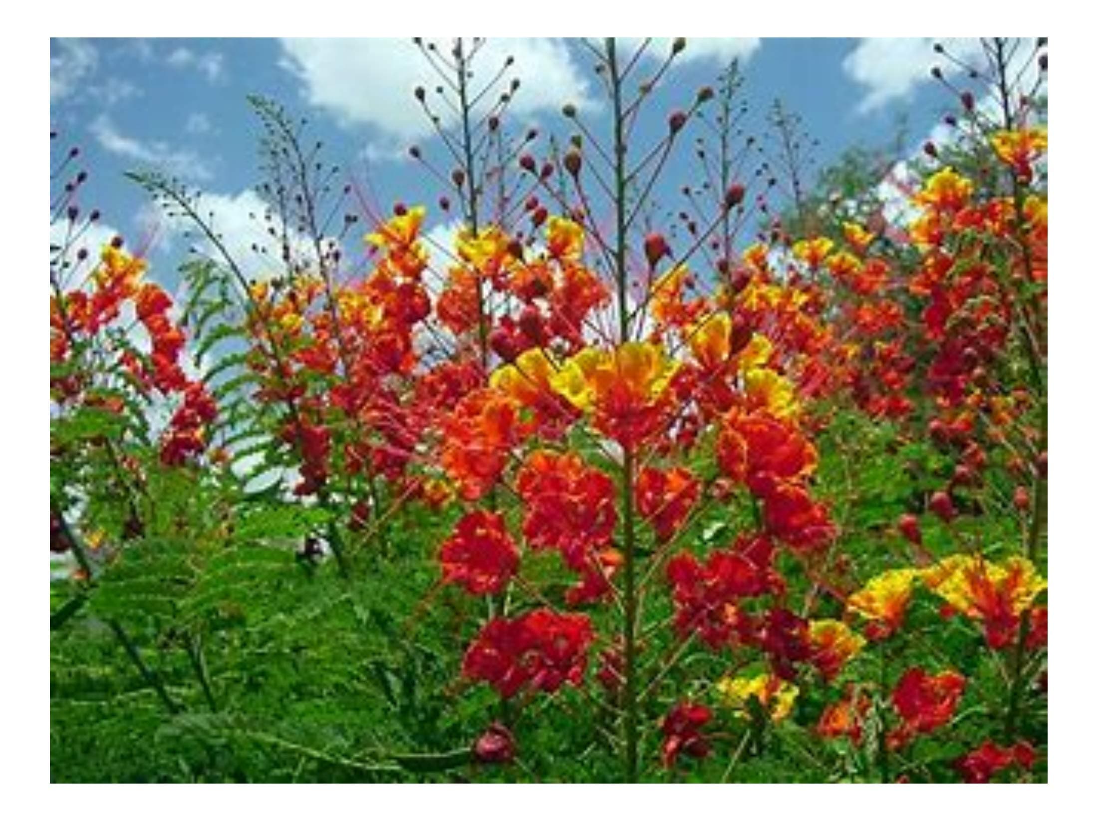 Caesalpinia pulcherrima | Pride-of-Barbados | 20_Seeds
